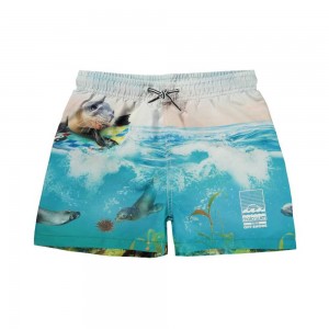 Molo Niko Zwemshorts Sealion | NL0001116