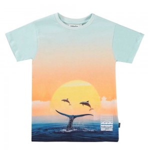 Molo Raul T Shirts Tops Jongen Ocean Smile | NL0000631