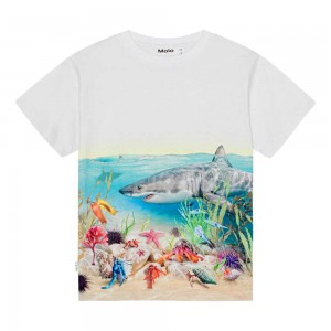 Molo Raveno T Shirts Tops Jongen Shore Sharks | NL0000790